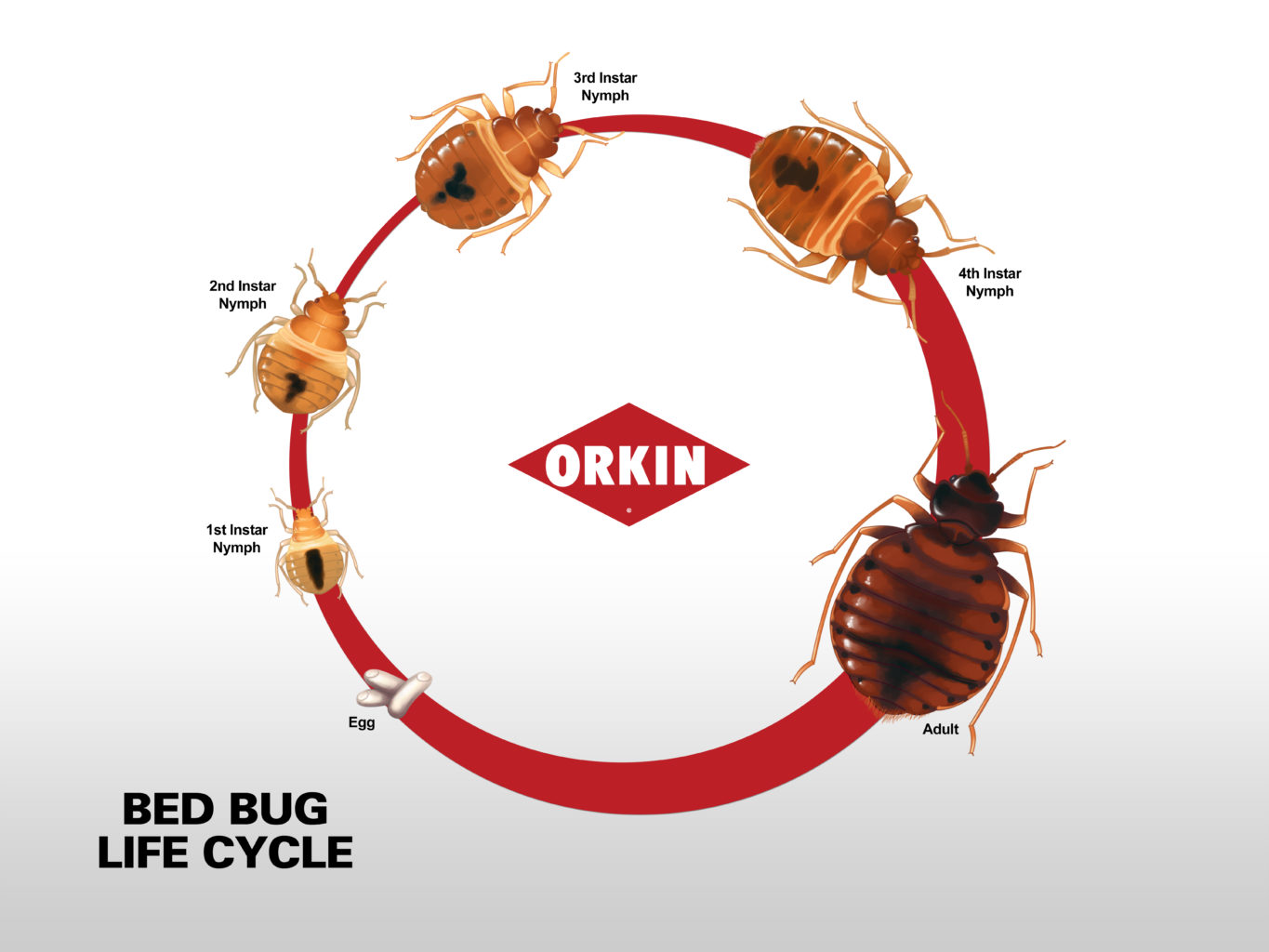 Image showing the different stages of a bed bugs life cycle.