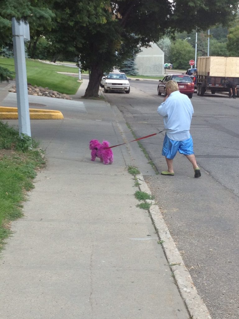 Pink Pokemon found in Edmonton